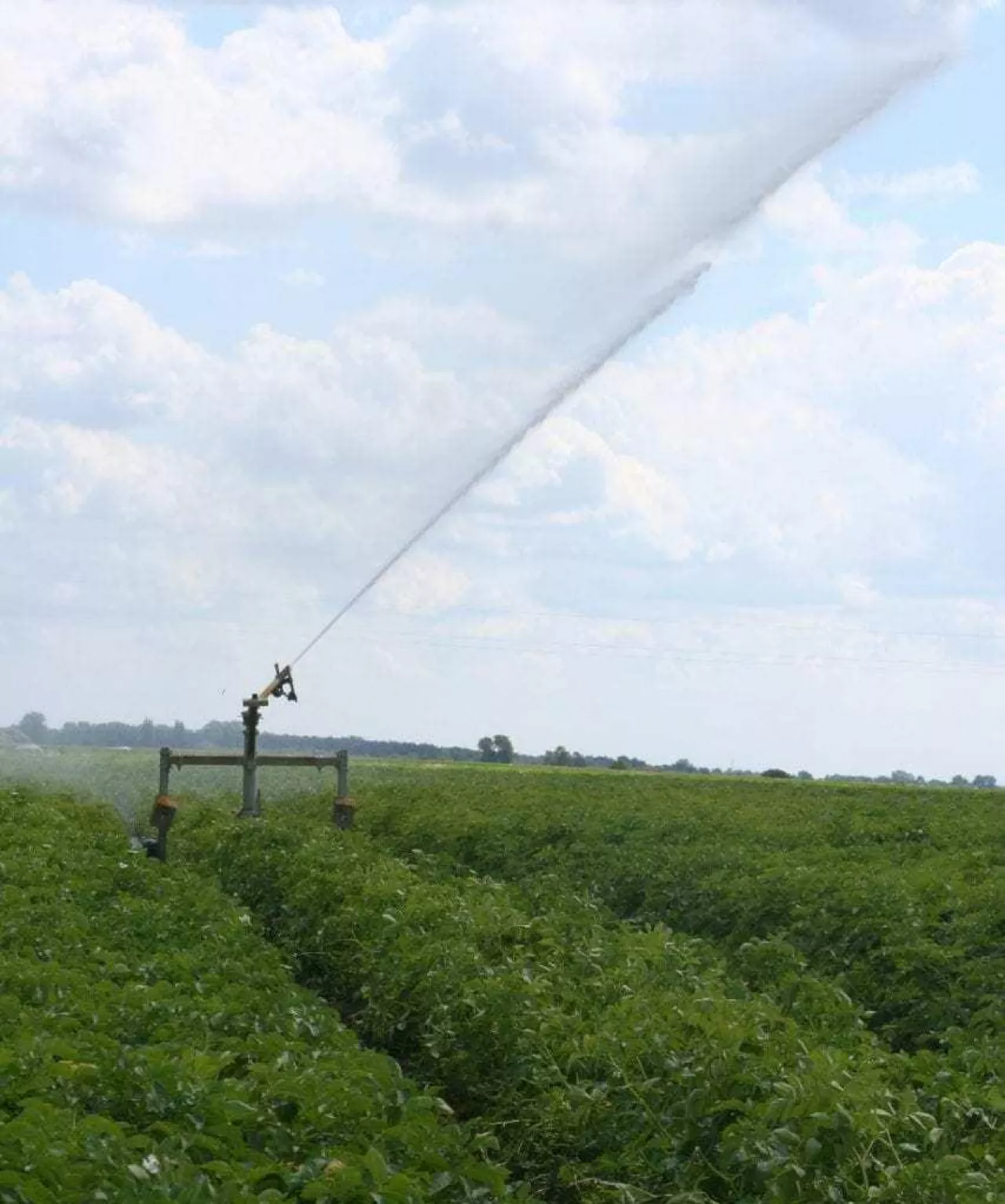 deszczownia w ziemniakach