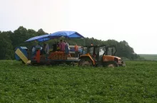 zbiór wczesnych ziemniaków