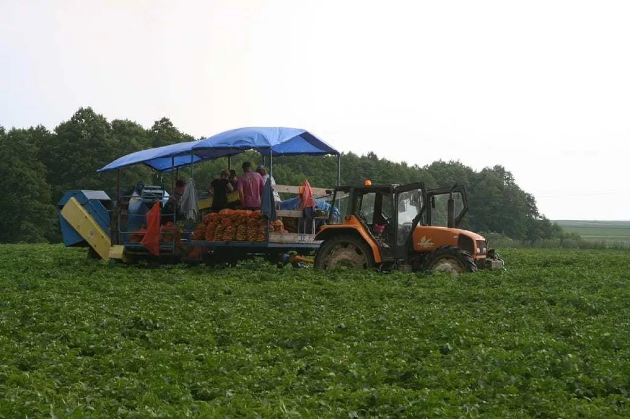 zbiór wczesnych ziemniaków