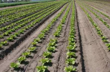 sałata rzymska pole