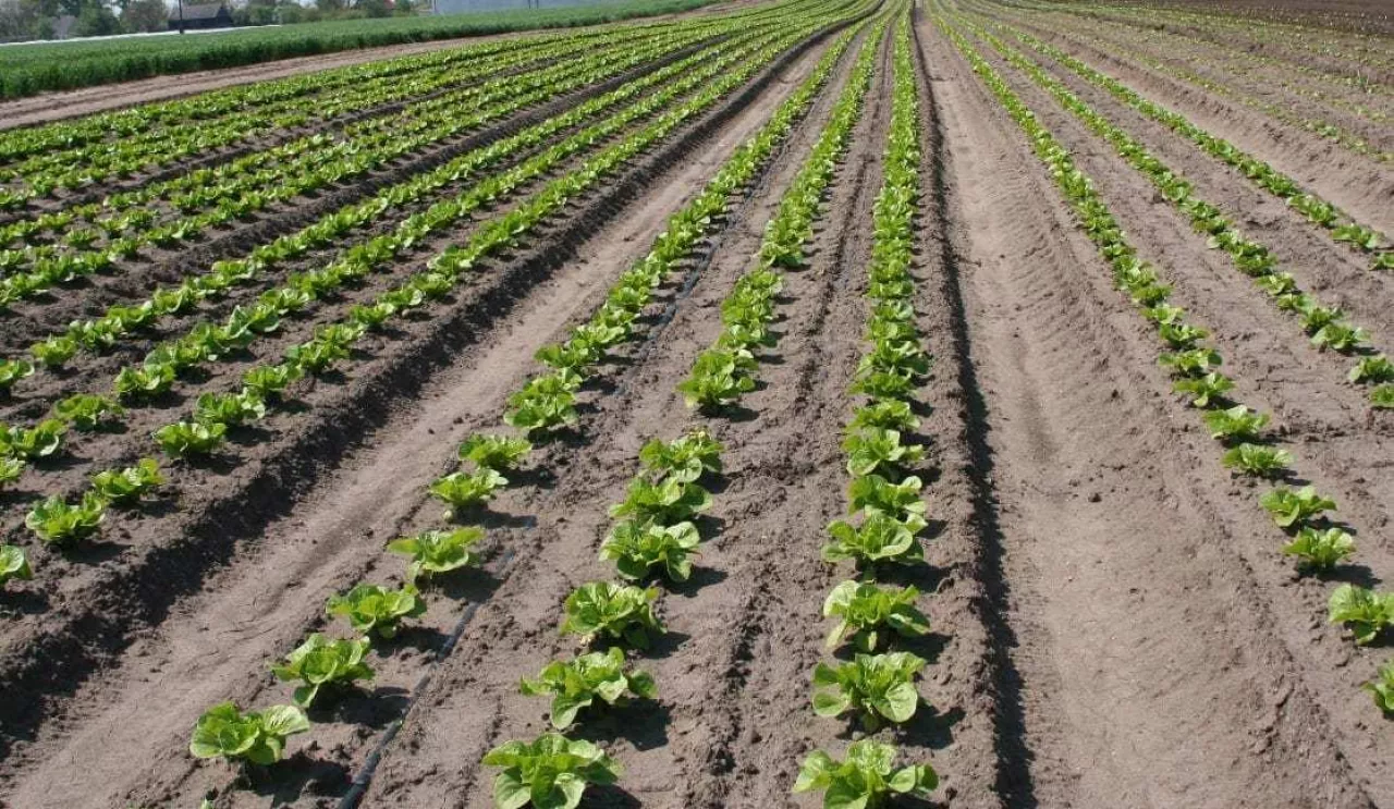 sałata rzymska pole