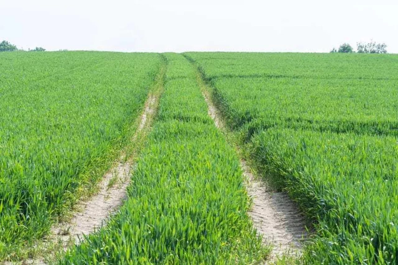 Treckerspuren durch ein grünes Ackerfeld