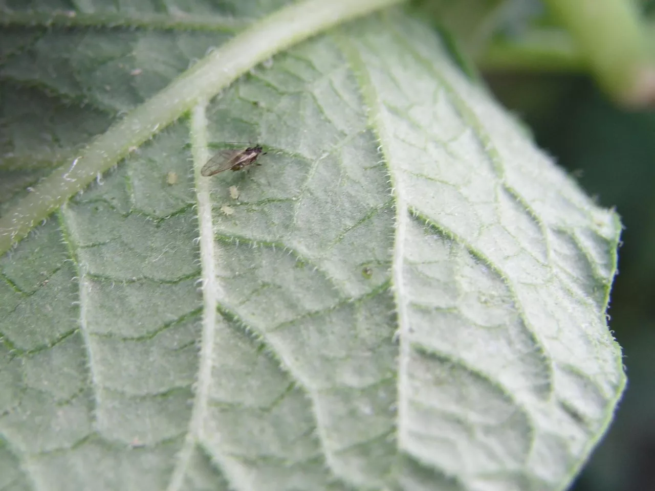 mszyca na ziemniakach