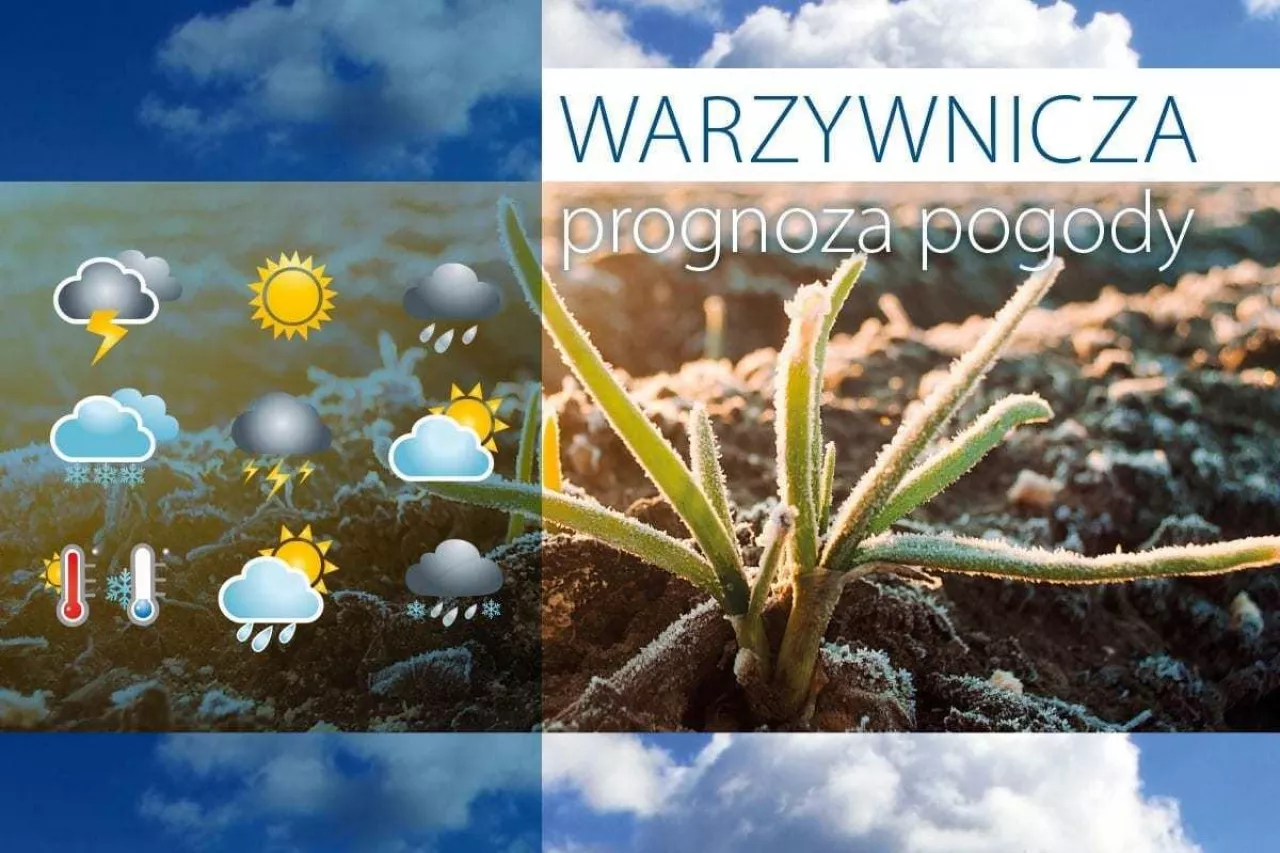 warzywnicza prognoza pogody przymrozek