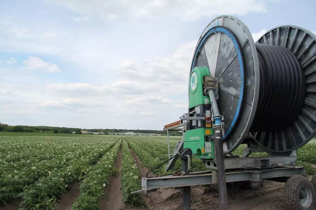 deszczowanie ziemniaków