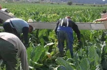 pracownicy sezonowi zbiór kalafiora