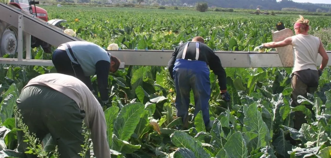 pracownicy sezonowi zbiór kalafiora
