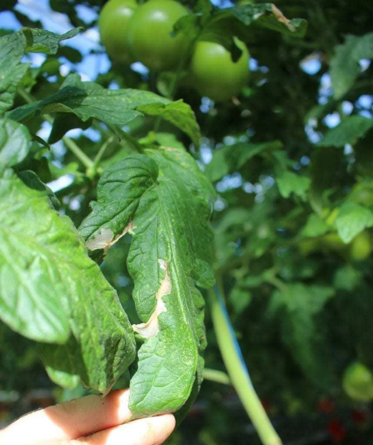 żerowanie tuta absoluta