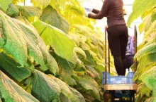 szklarnia, ogórki, pracownik, pielęgnacja