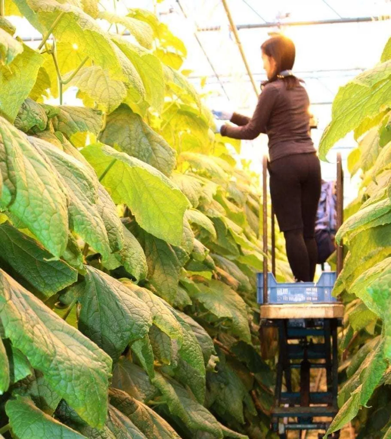 szklarnia, ogórki, pracownik, pielęgnacja