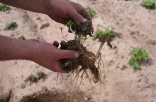 ziemniaki po przymrozkach