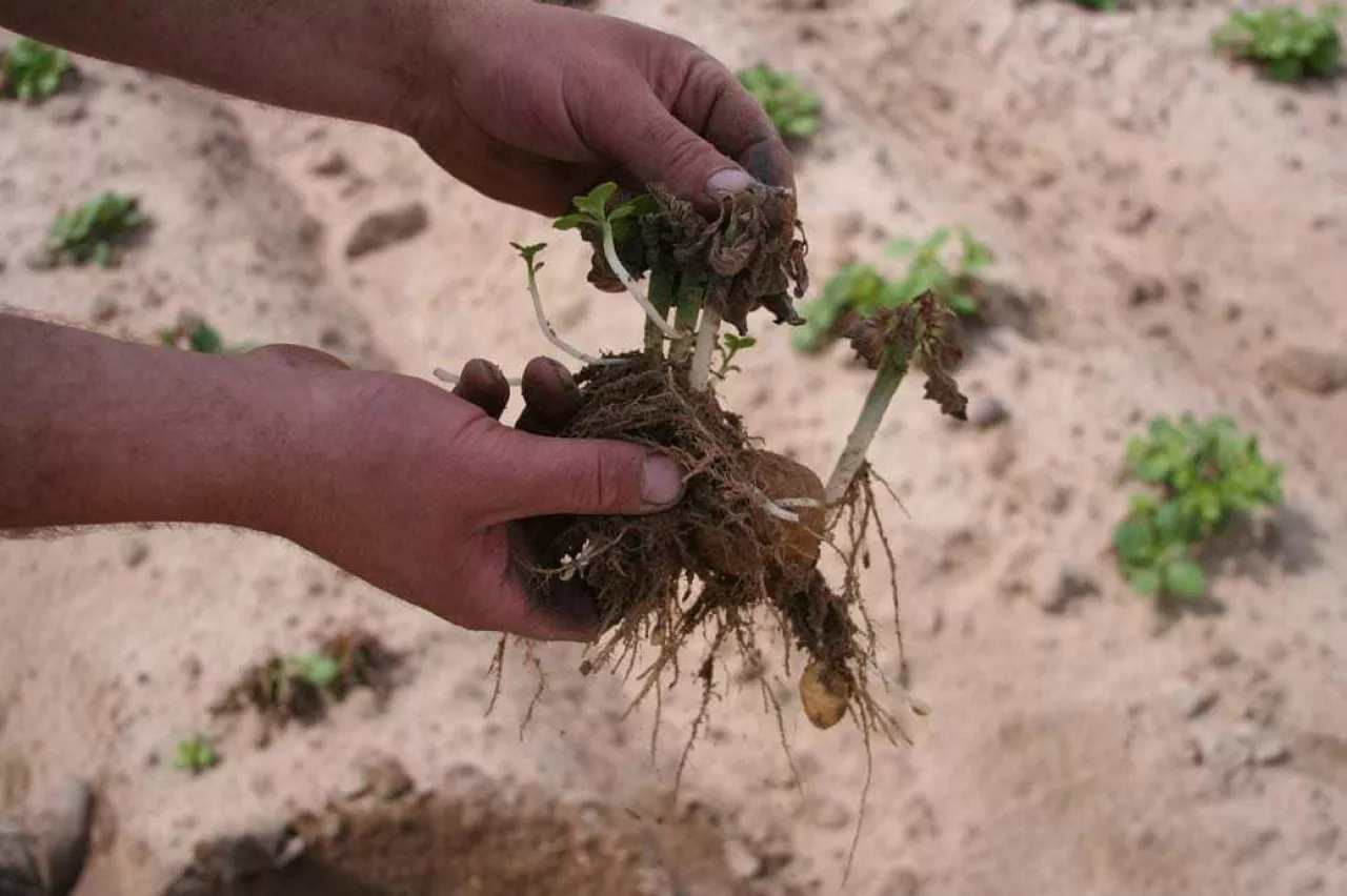 ziemniaki po przymrozkach