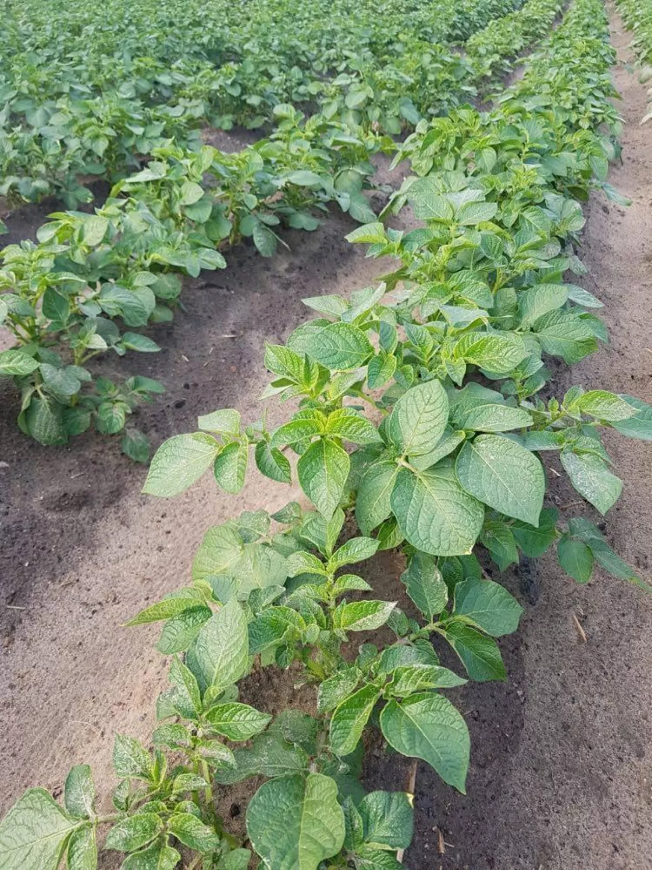 rośliny ziemniaka Denar