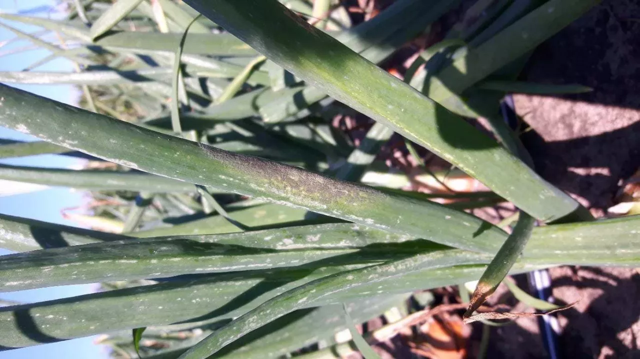 Mączniak rzekomy cebuli