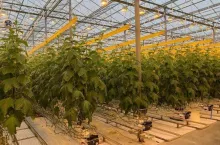 ogórki szklarnia Kanada