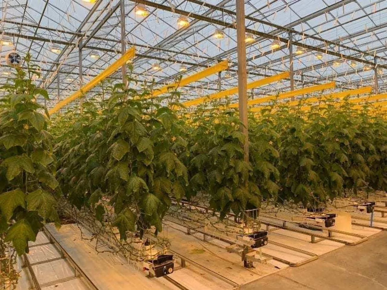 ogórki szklarnia Kanada