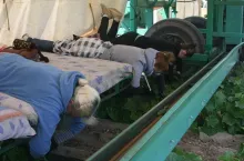 PRACOWNICY SEZONOWI zbiory ogórków