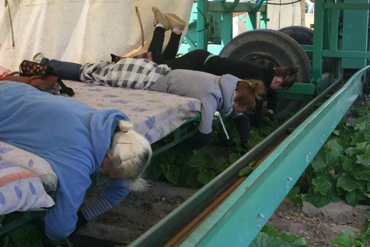 PRACOWNICY SEZONOWI zbiory ogórków