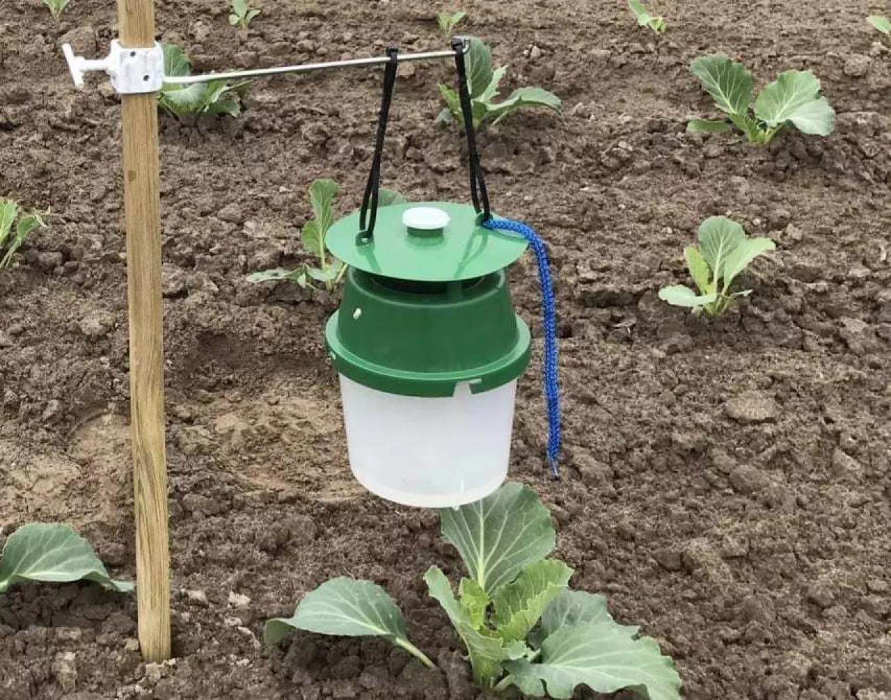 pułapka na szkodniki