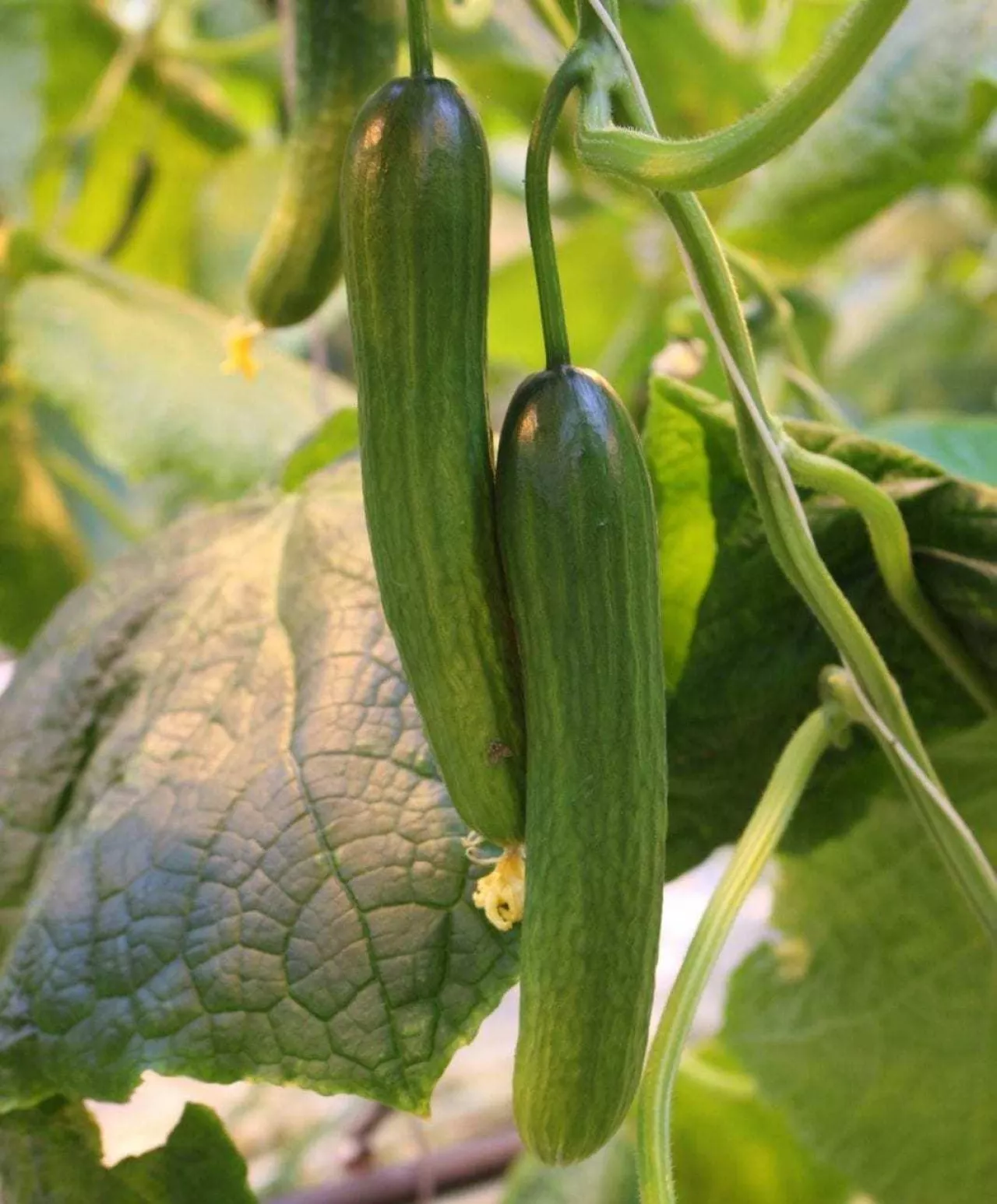 ogórek doświetlany