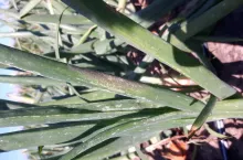 Mączniak rzekomy cebuli