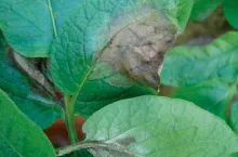 Zaraza ziemniaka na liściach