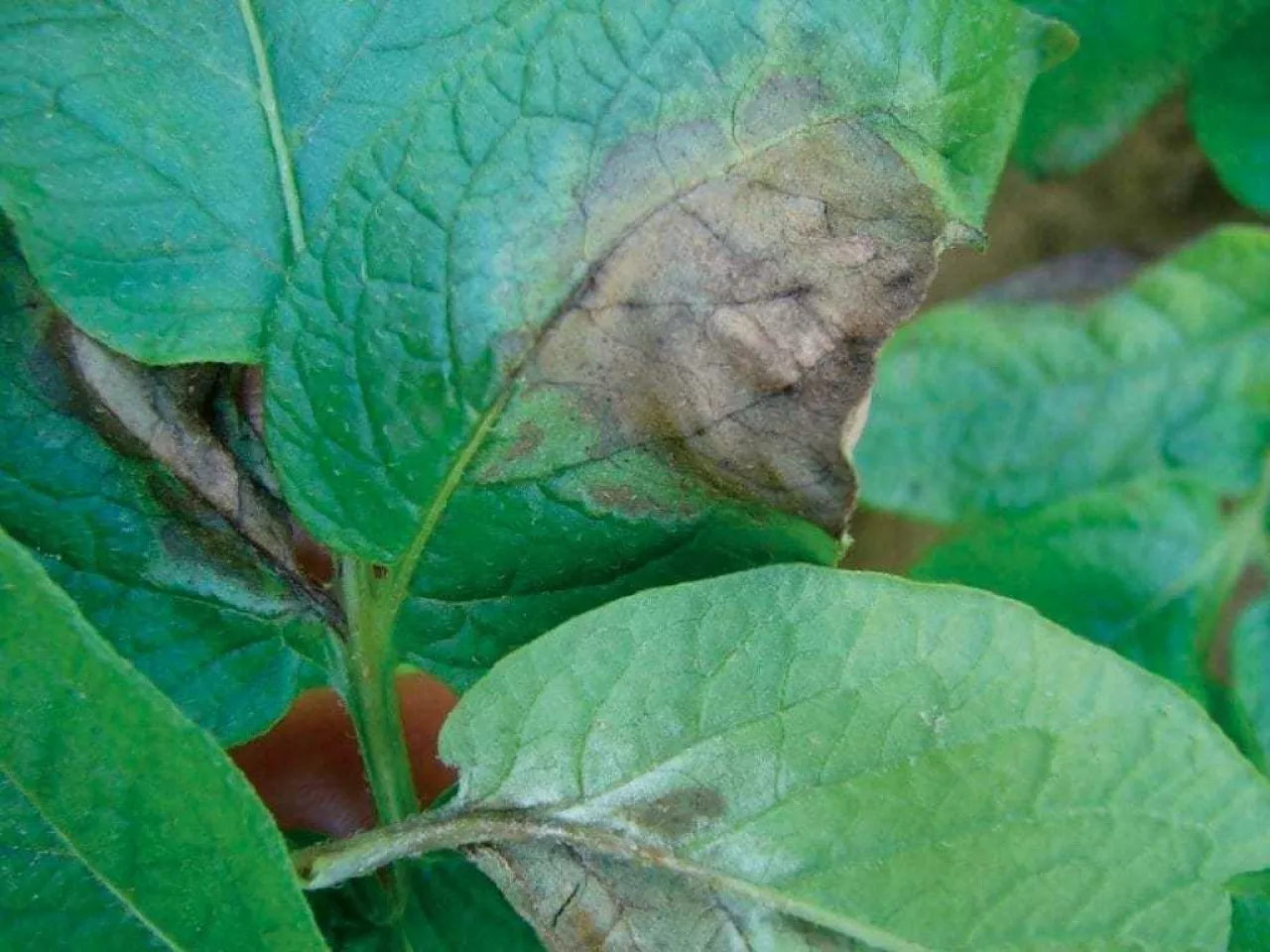 Zaraza ziemniaka na liściach