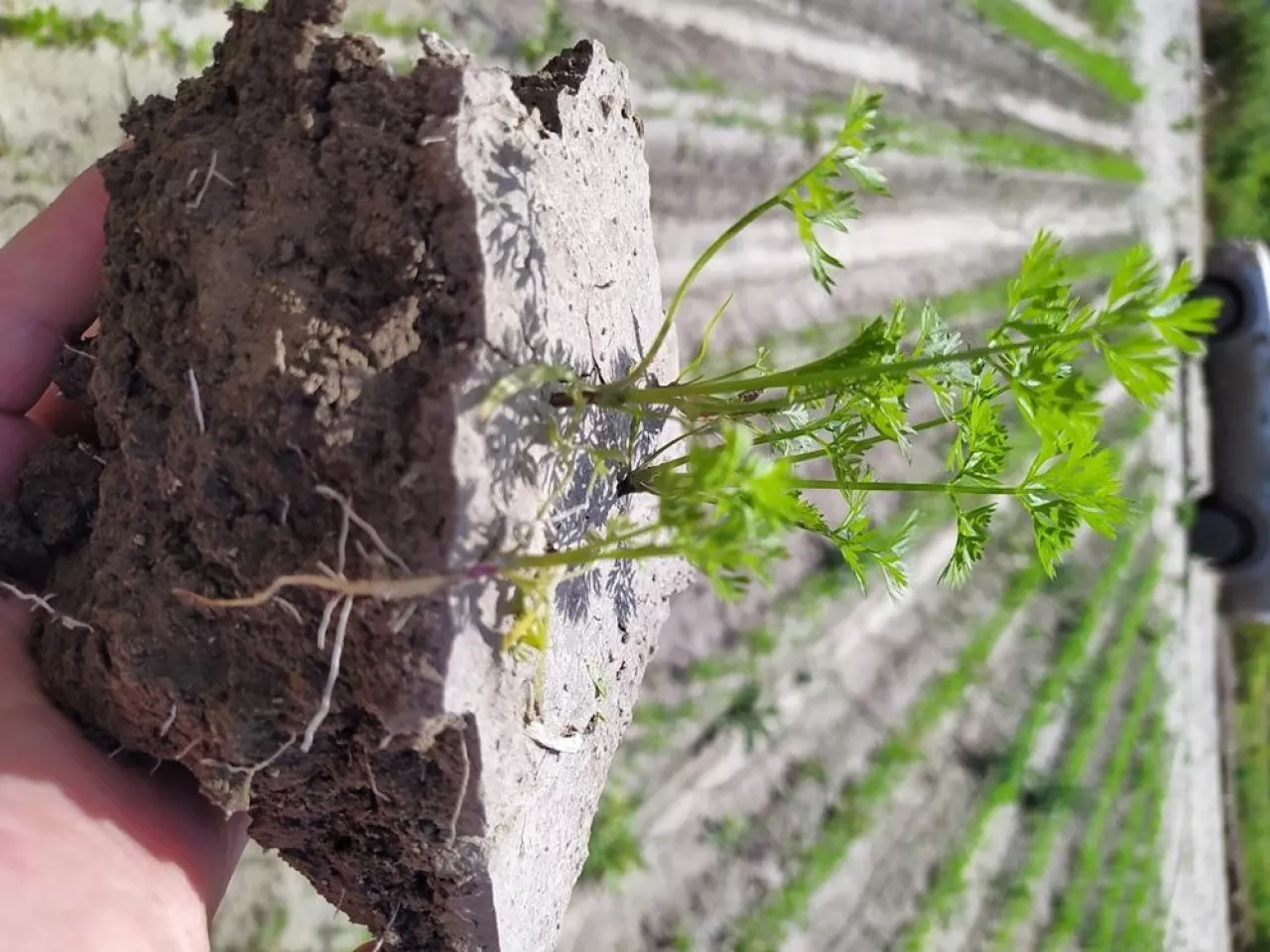 system korzeniowy marchwi