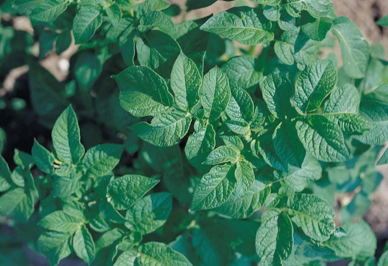 Zorvec™ Endavia™ przeciwko zarazie ziemniaka