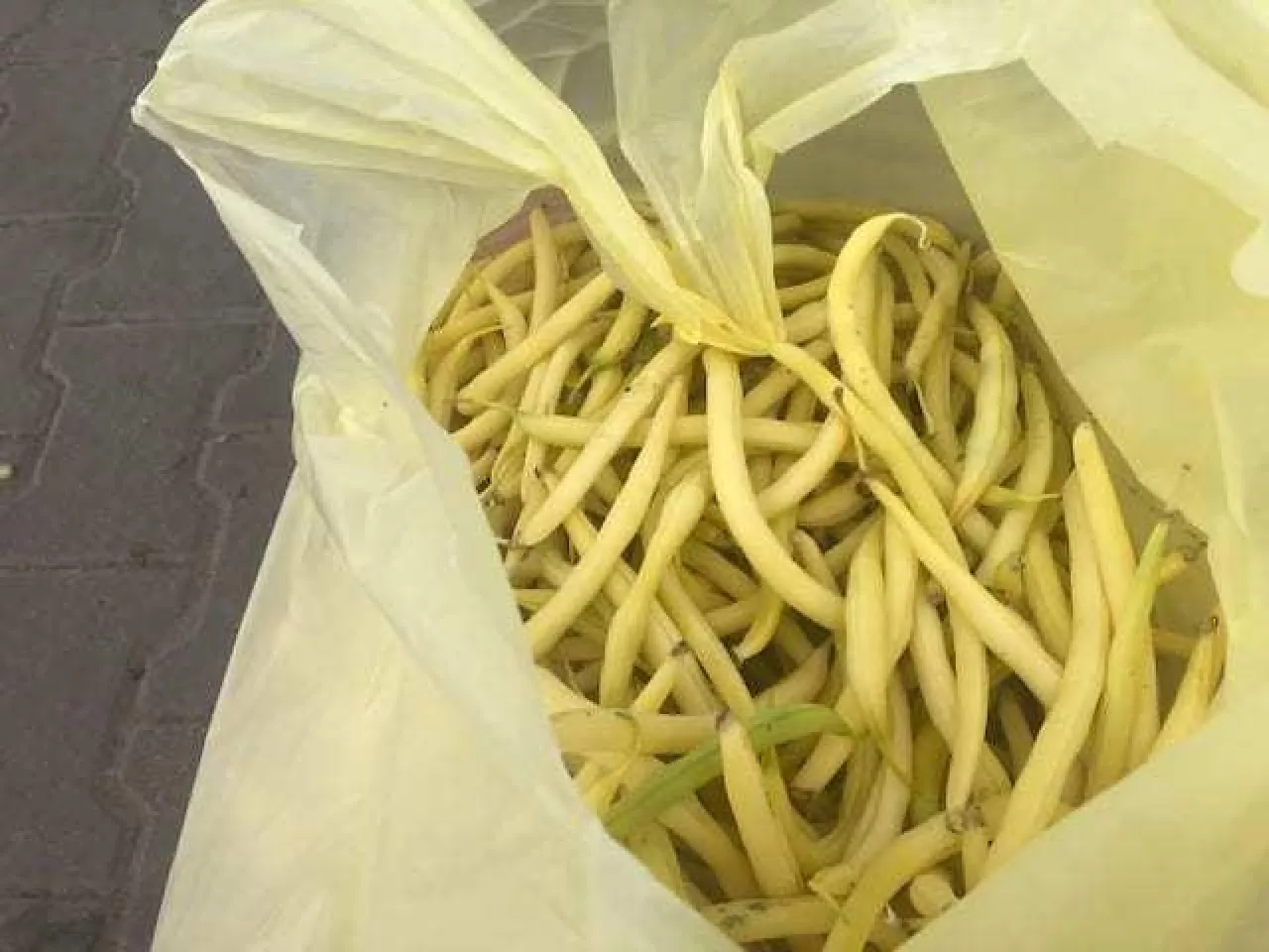 Fasolka-szparagowa-sprzedaż-Rybitwy