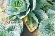 Kapusta włoska - objawy na dolnych liściach