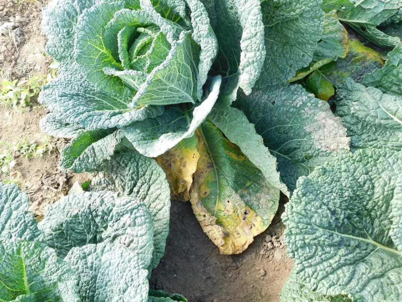 Kapusta włoska - objawy na dolnych liściach