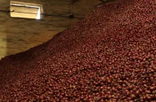 Odmiana cebuli Red Baron w przechowalni