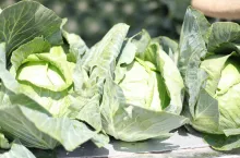 ceny-warzyw-Rybitwy-lipiec-2020