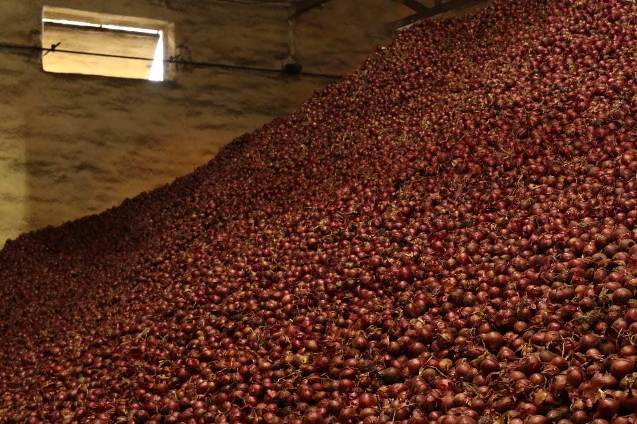 Odmiana cebuli Red Baron w przechowalni