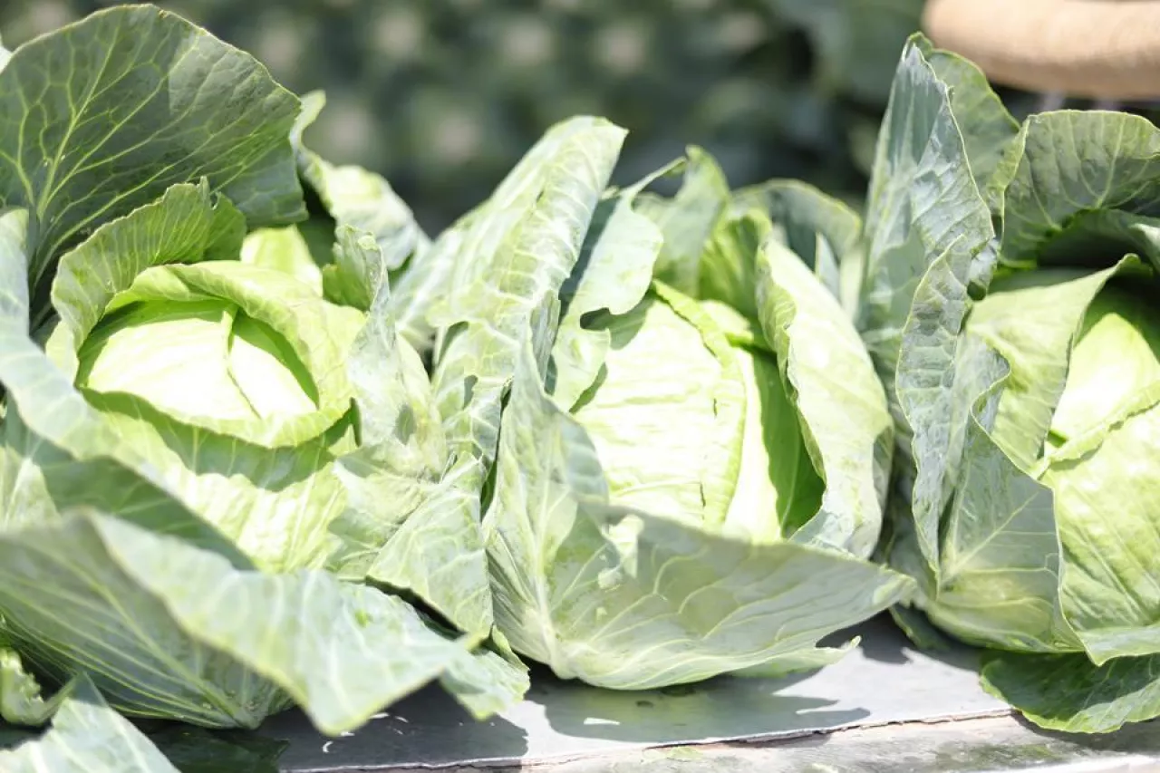 ceny-warzyw-Rybitwy-lipiec-2020