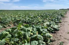 Zbiór ogórka gruntowego