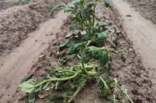 gradobicie ziemniaki