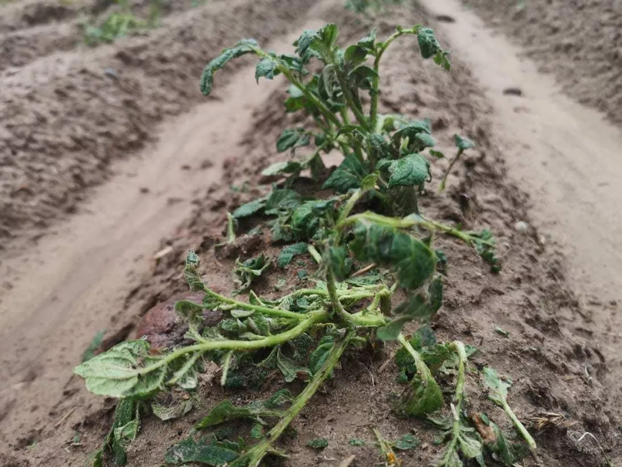 gradobicie ziemniaki