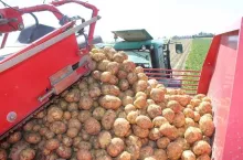 Kombajny do zbiory ziemniaków