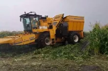 Oxbo - maszyna do zbioru kukurydzy cukrowej