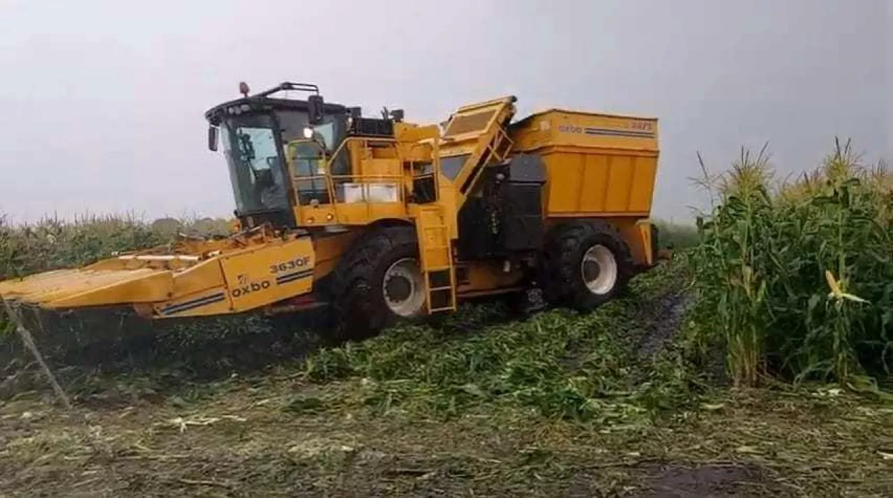 Oxbo - maszyna do zbioru kukurydzy cukrowej