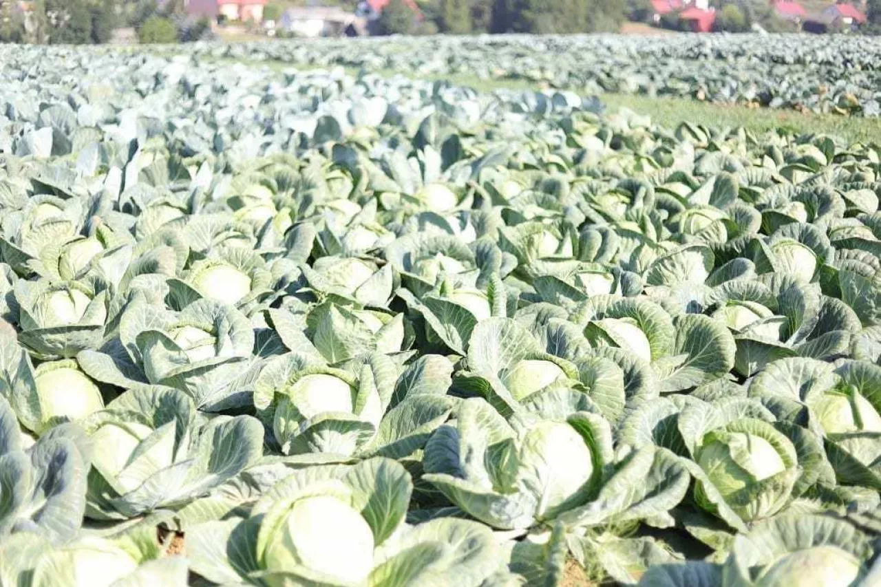 kapusta biala zbiór 2020