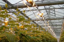 Fot. 4. Uprawa z doświetlaniem asymilacyjnym