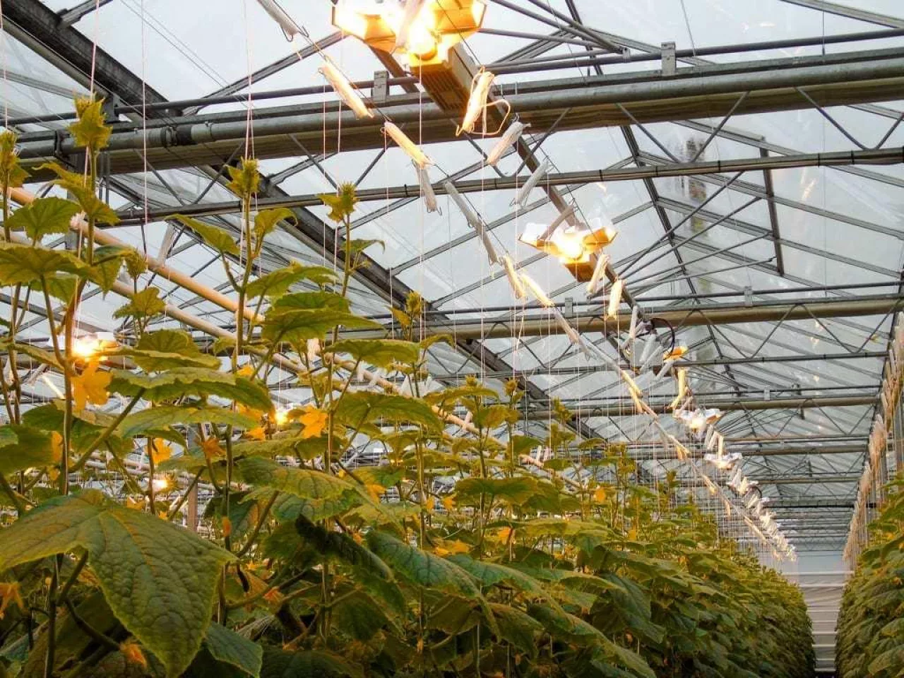 Fot. 4. Uprawa z doświetlaniem asymilacyjnym