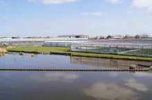 szklarnie w holandii