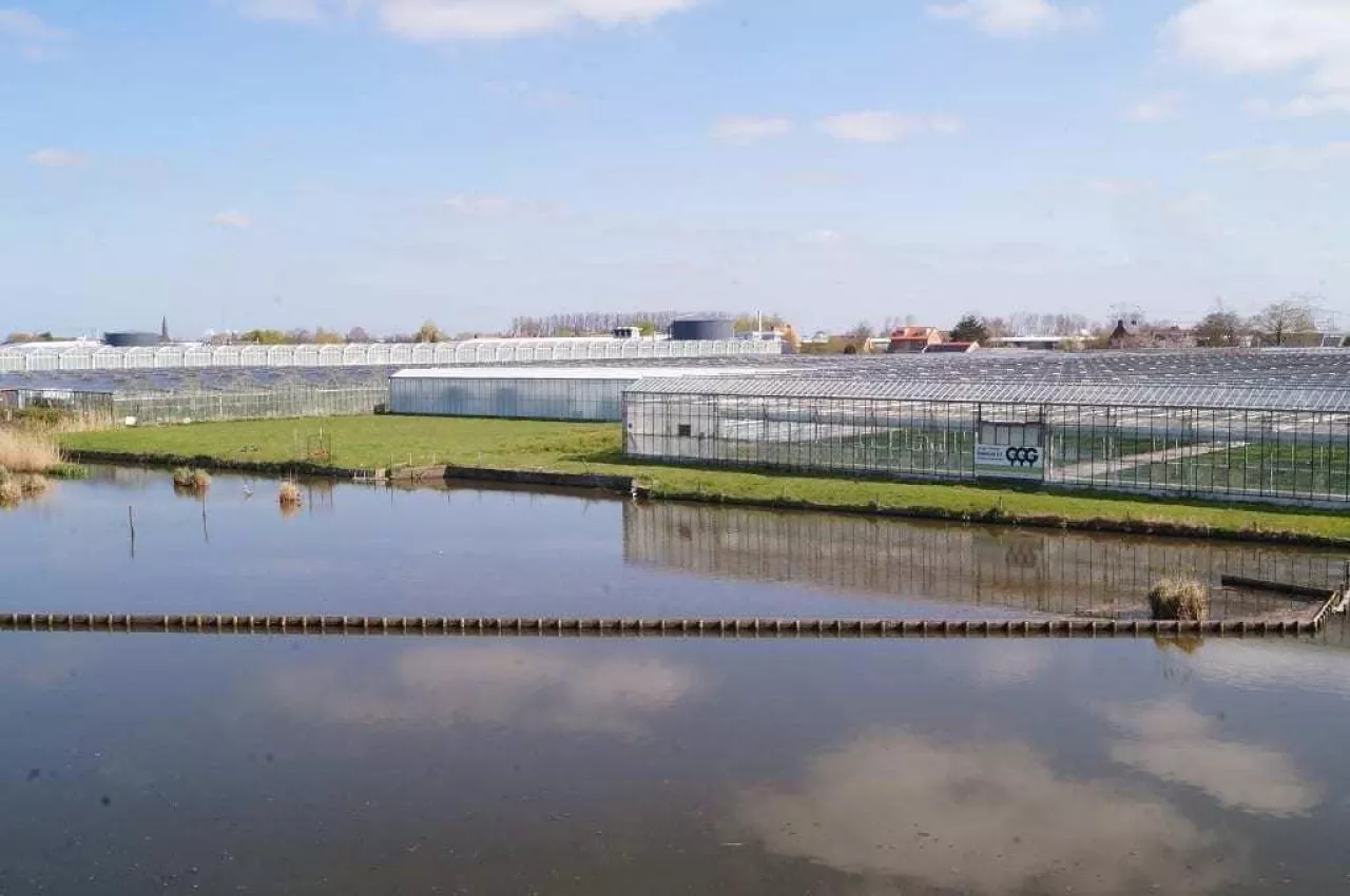 szklarnie w holandii