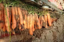 zbiór marchewi w Szarkówce