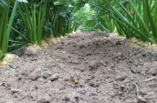 Uprawa selera korzeniowego z przeznaczeniem dla przetwórstwa