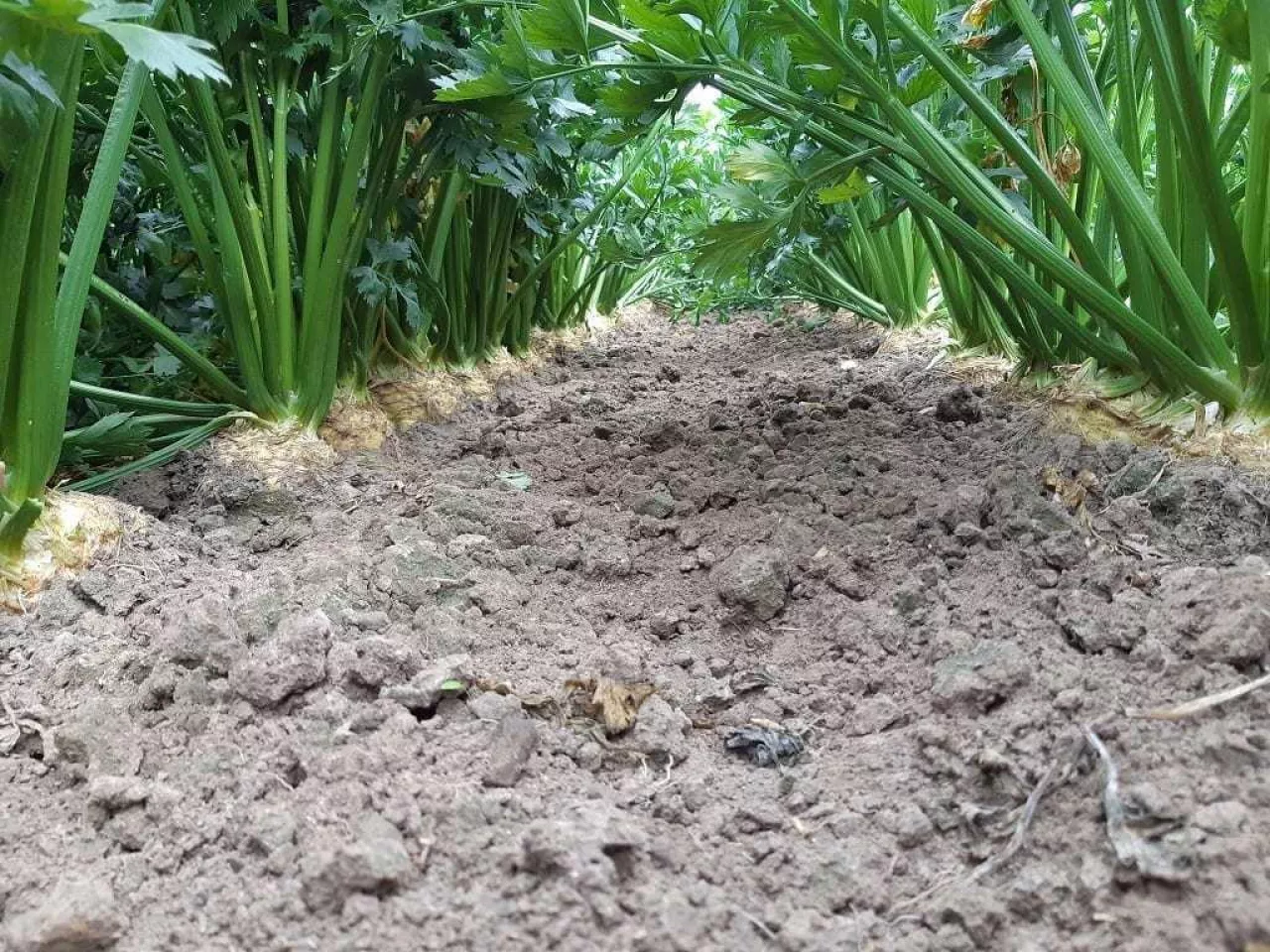 Uprawa selera korzeniowego z przeznaczeniem dla przetwórstwa